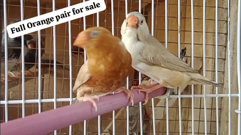 Beautiful imported finches pair ❤️