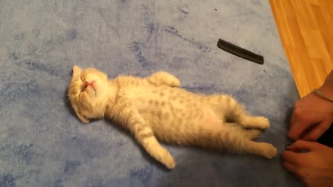 the kitten sleeps without hind legs