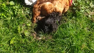 Goldi and her babys 🐔🐤🐤🐤🐤