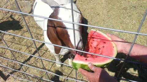 Goat Eating Watermelon