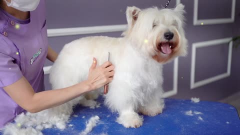 Snow white and cute, clean at a touch! White Dog Enjoys Exclusive Beauty Shower Experience