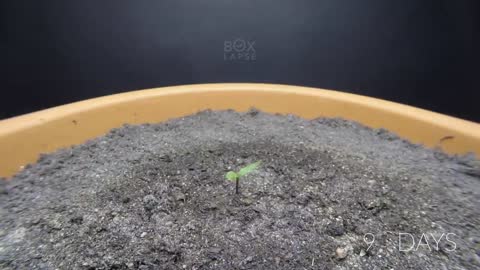 Growing ORANGE BELL PEPPER Time Lapse - 123 Days