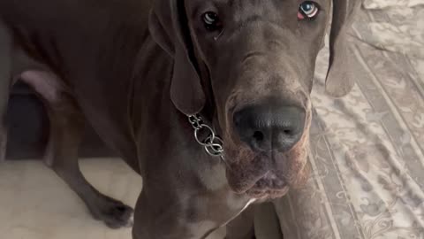 Chihuahua Wants Great Dane's Toy