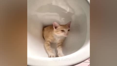 New😂 Funny cat video must watch😂😂