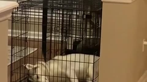 Siberian Husky LAUGHS WHILE SLEEPING!