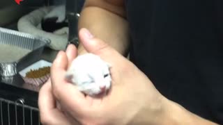 OC Animal Care Has Some Insanely Adorable Kittens