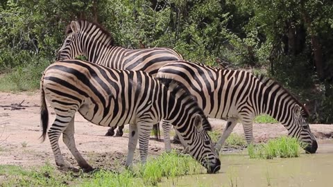 Zebra drinking water || wild animal style #viral #trending #rumblevideos