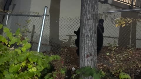 Bear Opens Car Door For a Snack in Tennessee