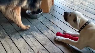 Kangal puppy moves German Shepherd for water