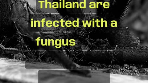 Disturbing FACT: Zombie ants of Thailand. 😱 #shorts