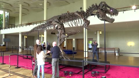 Rare T-Rex skeleton could fetch up to $8.7 million
