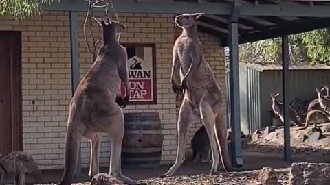 Manipulations of a kangaroo