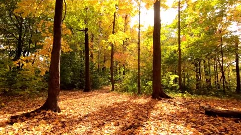 nature video/ forest walking/forest walking Relaxation video/beautiful forest