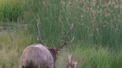 Who's seen an elk Wallowing up close before? | #elk #wildanimals #wildlife