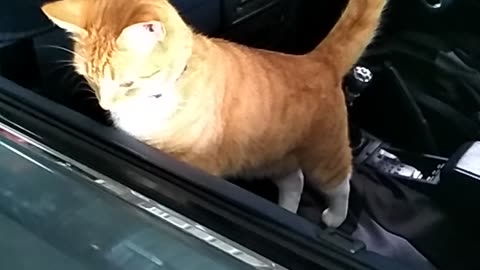 Cat in the Skyline vehicle