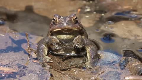 Toad calling