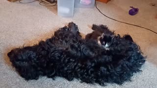 Cat grooms herself on fluffy dog