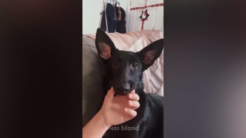 Funny TikTok amazing dog video to laughter