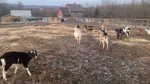 Dogs (trying to) get along with the GOATS 02.2023