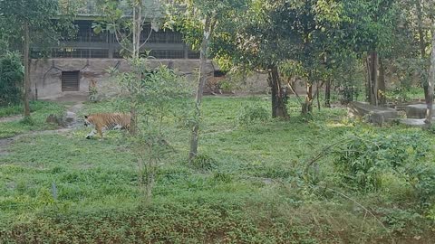 A special visit to the Bengal tigers