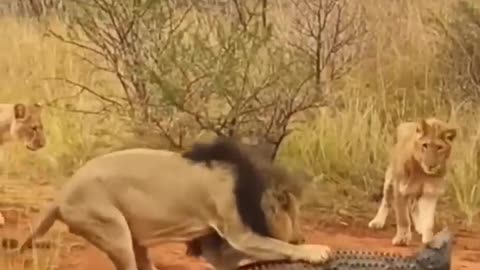 Lion vs crocodile