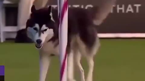 Funny videos|Dogs play 😂| Husky dog do perfect|