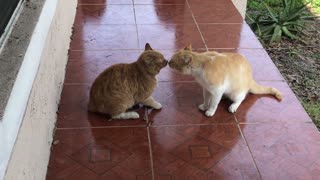 Cats Fight Over Territory