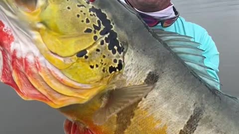 #fishing #peacockbass #amazon The greet Amazon Peacock Bass