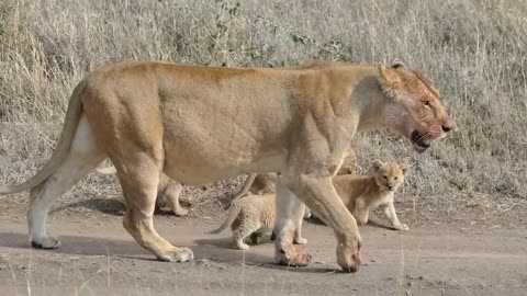 ORIGINAL AUDIO ADORABLE! SIX LION CUBS enjoy their first outdoor adventure