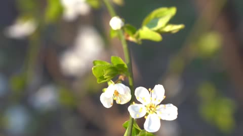 Beautiful nature and flowers videos 4K