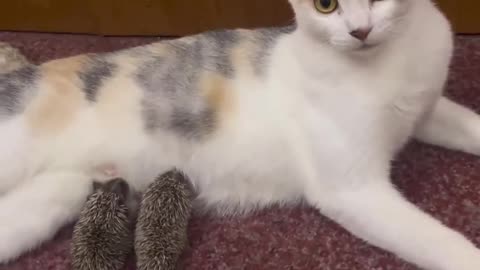 Cat Feeding its Milk to Mice #shorts #shortsvideo #video #viral