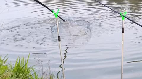 carp drags a fishing rod!!! that's a bite!!!