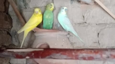 Bird 🕊️ video #bird#animal#greenprarot#lovebird