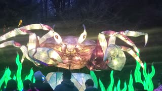 Light show at Grand Valley Zoo #3