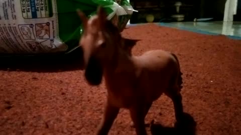 Toys Horse in Home