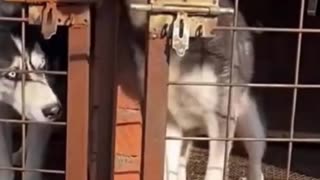 Funny animals - Funny cats / dogs - Funny animal videos