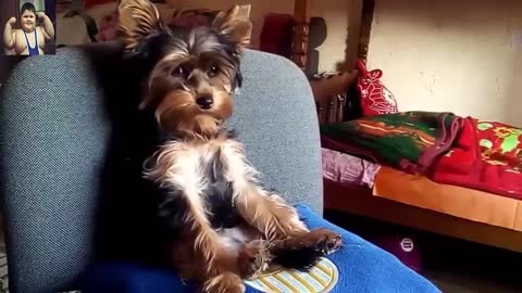 Animals Acting Like Humans, #FUNNY VIDEO 2021