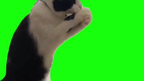 Boxing Cat | Green Screen