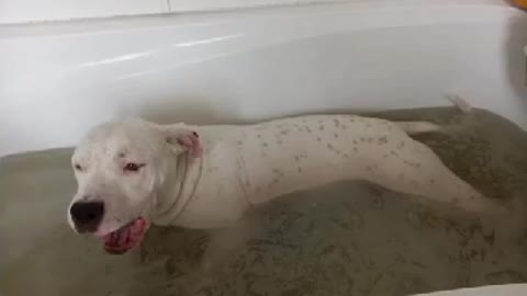 funny dogs in the bath