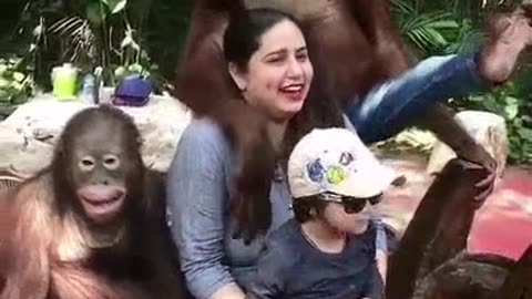 Orangutan gropes women and tells hubby to piss off.