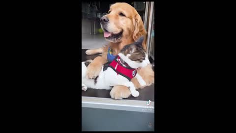 Funniest Pets Compilation Video - Make you Laugh