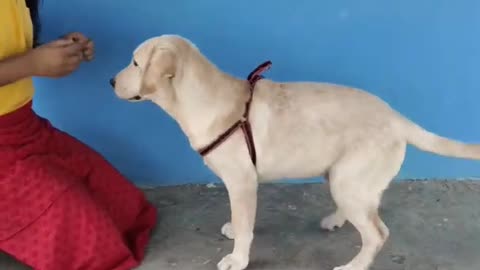 Top 10 dog tricks 😱😱| labrador dog |Labrador dog training | Labrador retriever puppy | dog sound