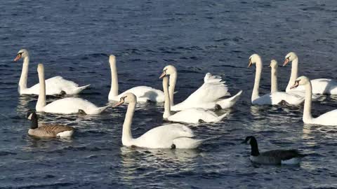 Swan, Gulls, and ducks waiting for Rain