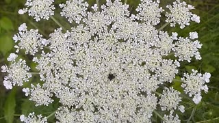 Wild Carrot