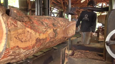 Awesome Beautiful Grain Sawmill Process