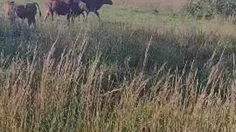 Walking in a field of cows trying to get a video of the new calf.