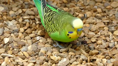 Colorful beautiful parrot wow 😍😍