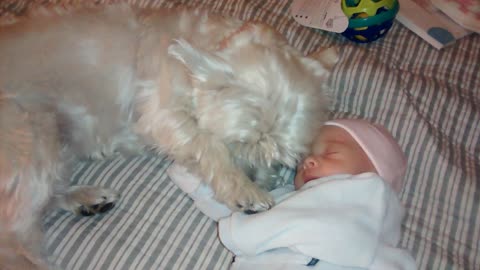 Cautious dog meets baby for the first time