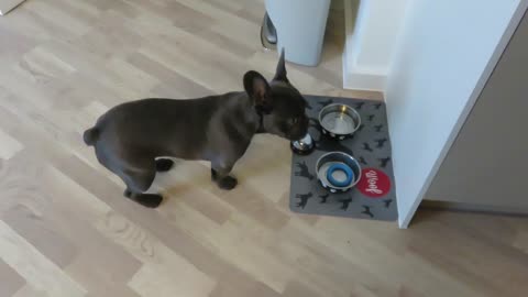 French Bulldog knows to ring bell for dinner