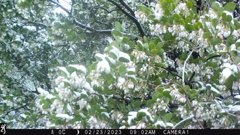 Colibris in Snow